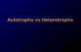 Autotrophs vs Heterotrophs. Autotrophs A groups of organisms that can use the energy in sunlight to convert water and carbon dioxide into Glucose (food)