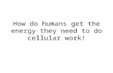 How do humans get the energy they need to do cellular work!