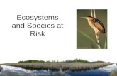 Ecosystems and Species at Risk. What is an Ecosystem?