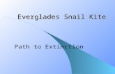 Everglades Snail Kite Path to Extinction. Description of Snail Kites Photo courtesy of Dr. Wiley Kitchens  45 inch wingspan  14-16 inches long  Weighs.
