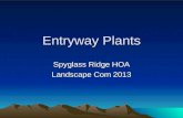 Entryway Plants Spyglass Ridge HOA Landscape Com 2013.