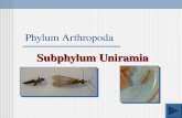 Phylum Arthropoda Subphylum Uniramia End show Jenna Hellack Fall 2000 Subphylum Uniramia Class: Diplopoda (dip-lop-o-da)Diplopoda Millipedes Class: Chilopoda.