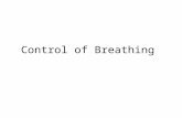 Control of Breathing. Objectives 1.Distinguish between the automatic and conscious/voluntary control of breathing. Identify the key structures involved.