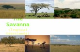 The Savanna (Tropical Grasslands). Map of The Savanna http://www.blueplanetbiomes.org/savanna.htm.