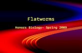 Flatworms Honors Biology- Spring 2009. Phylum Platyhelminthes  Soft, flattened bodies  Bilateral symmetry with cephalization.