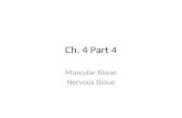 Ch. 4 Part 4 Muscular tissue Nervous tissue. Muscular Tissue Consists of muscle fibers that can use ATP to generate force Function: produces body movements,