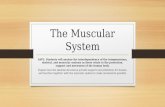 The Muscular System SAP2. Students will analyze the interdependence of the integumentary, skeletal, and muscular systems as these relate to the protection,