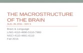 THE MACROSTRUCTURE OF THE BRAIN AUG. 28, 2015 – DAY 3 Brain & Language LING 4110-4890-5110-7960 NSCI 4110-4891-6110 Fall 2015.