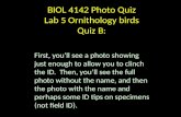 BIOL 4142 Photo Quiz Lab 5 Ornithology birds Quiz B: First, you’ll see a photo showing just enough to allow you to clinch the ID. Then, you’ll see the.