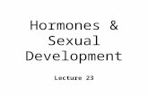 Hormones & Sexual Development Lecture 23. Sexual Dimorphism n Two forms l male and female n What determines your sex? ~