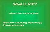 What Is ATP? Adenosine Triphosphate Molecule containing high-energy Phosphate bonds.