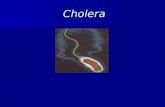 Cholera Cholera. A life-threatening secretory diarrhea induced by enterotoxin secreted by V. cholerae ( non-invasive) Water-borne illness caused by ingesting.