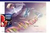 AP Biology A A A A T C G C G T G C T Macromolecules: Nucleic Acids  Examples:  RNA (ribonucleic acid)  single helix  DNA (deoxyribonucleic acid)