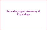 1 Supralaryngeal Anatomy & Physiology. 2 Velopharyngeal Anatomy Soft palate & its relationship with the pharyngeal wall Muscles here run from skull and.