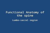 Functional Anatomy of the spine Lumbo-sacral region.