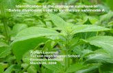 Identification of the diterpene synthase in Salvia divinorum used to synthesize salvinorin A Adrian Laurenzi Tucson High Magnet School Research Methods.
