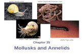 Chapter 35 Mollusks and Annelids   static.blogr.com .