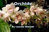 Orchids By Lauren Wensel. Questions to Address…. What are the different pollinators used by orchids? How does the Orchid attract pollinators?