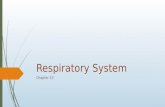 Respiratory System Chapter 23. Superficial To Deep  Nose  Produces mucus; filters, warms and moistens incoming air