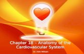 Chapter 18 – Anatomy of the Cardiovascular System Dr. Kim Wilson.