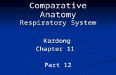 Comparative Anatomy Respiratory System Kardong Chapter 11 Part 12.