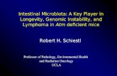 Intestinal Microbiota: A Key Player in Longevity, Genomic Instability, and Lymphoma in Atm deficient mice Robert H. Schiestl Professor of Pathology, Environmental.