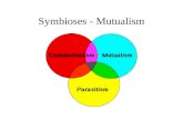 Symbioses - Mutualism. Mutualism Definition - the individuals in a population of each mutualist species grow and/or survive and/or reproduce at a higher.