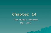 Chapter 14 The Human Genome Pg. 341. Section 14-1 Human Heredity  In order to learn more about humans, scientists started looking at our chromosomes.