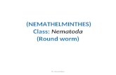 (NEMATHELMINTHES) Class: Nematoda (Round worm) Dr. Gamal Allam.