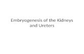 Embryogenesis of the Kidneys and Ureters. Normal Development Three excretory organs (pronephroi, mesonephroi, and metanephroi) develop from the intermediate.
