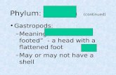 Phylum: Mollusca (continued) Gastropods: –Meaning “stomach-footed” - a head with a flattened foot –May or may not have a shell.