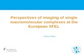Perspectives of imaging of single macromolecular complexes at the European XFEL Evgeny Saldin.
