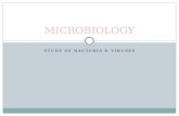 STUDY OF BACTERIA & VIRUSES MICROBIOLOGY. WHAT ARE MICROBES? Microscopic organisms that include bacteria, fungi, algae, protozoa & viruses Less than 5%