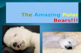 By: Jenna Bennett The Pretty Perfect Polar Bear!!! * looks like: my animal is white, black paws, and a fierce fighter. *height:8 to 10 feet. *weight: