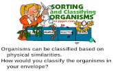 Organisms can be classified based on physical similarities. How would you classify the organisms in your envelope?