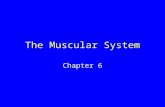 The Muscular System Chapter 6. Skeletal Muscle Bundles of striped muscle cells Attaches to bone Often works in opposition biceps triceps.