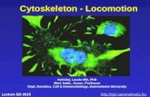Cytoskeleton - Locomotion  Kohidai, Laszlo MD, PhD Med. habil., Assoc. Professor Dept. Genetics, Cell & Immunobiology, Semmelweis.
