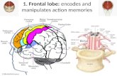 1. Frontal lobe: encodes and manipulates action memories Ventral Dorsal.
