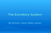 The Excretory System By Duncan, Liana, Katie, Lauren.