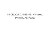 MICROORGANISMS: Viruses, Prions, Archaea. What do Archaea and Bacteria have in common? Single celled Microscopic No membrane bound nucleus Both essential.