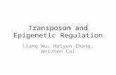 Transposon and Epigenetic Regulation Liang Wu, Haiyun Zhang, Weizhen Cai.
