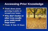 Accessing Prior Knowledge Think about plants growing in parks or around your home. Think about plants growing in parks or around your home. Why don’t bushes.