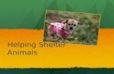 Helping Shelter Animals. How I Started Idea from Seth Casteel (charity called One Picture Saves a Life) Idea from Seth Casteel (charity called One Picture.