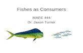 Fishes as Consumers MARE 444 Dr. Jason Turner. Fish as Consumers Fish are important consumers as they represent multiple trophic levels in aquatic food.