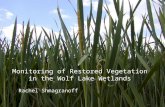 Monitoring of Restored Vegetation in the Wolf Lake Wetlands Rachel Shmagranoff.