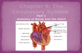 Part 1 Anatomy of Blood and the Heart. What’s in your blood? Functions of Blood Cells Anatomy of the Heart.