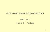 1 PCR AND DNA SEQUENCING MBG-487 Işık G. Yuluğ. 2 Polymerase Chain Reaction (PCR) DNA melting Primer annealing DNA elongation Nobel Prize in Chemistry.