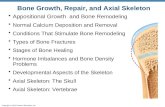 Copyright © 2010 Pearson Education, Inc. Appositional Growth and Bone Remodeling Normal Calcium Deposition and Removal Conditions That Stimulate Bone Remodeling.