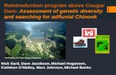 Reintroduction program above Cougar Dam: Assessment of genetic diversity and searching for adfluvial Chinook Nick Sard, Dave Jacobson, Michael Hogansen,