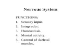 Nervous System FUNCTIONS: 1.Sensory input. 2.Integration. 3.Homeostasis. 4.Mental activity. 5.Control of skeletal muscles.
